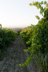 Fototapeta na wymiar Roads of green Vineyards in Vinci ,italy