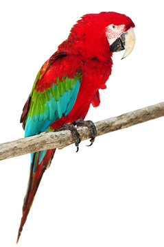 Beautiful Caribbean macaw Isolated on white