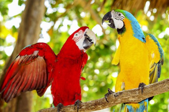 Fototapeta Two beautiful carribean maccaws on exotic beach at Saona island