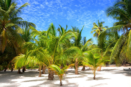 Palm trees on tropical island Saona