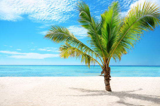 Exotic beach and coconut palm tree Saona Island, Dominican Repub