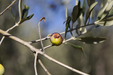 Olives damaged by Olive Fruit Fly and Medfly disease, close-up 