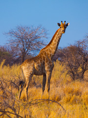 Naklejka na ściany i meble Standing giraffe in savanna