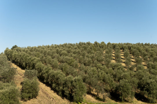 Olive Oil Farm view of trees in Vinci,italy