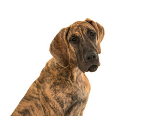 Cute brown great dane young dog portrait looking over its shoulder isolated on a white background
