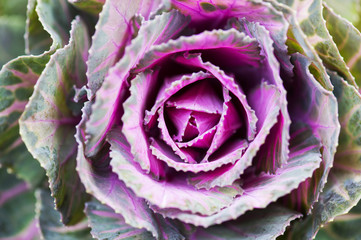 Decorative cabbage flower, close up view. kale flower