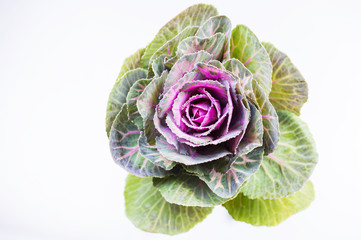 Kale or cabbage flower. Exotic flower isolated.