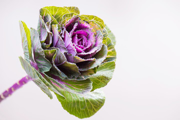 cabbage flower on light background. kale flower