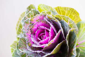 Decorative cabbage or kale flower head on light background with water drops