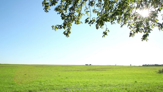Lush green meadow on a blue sky Summers day with sunlight beaming through a Horse Chestnut tree