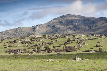 Fototapeta na wymiar Cows grazing in Dehesa de Navalvillar, Colmenar Viejo, Madrid. Spain. In the background, the Cerro de San Pedro (San Pedro Peak).