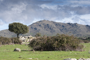 Holm Oak, Quercus ilex, growing next to a stone wall. In the background, the Cerro de San Pedro (San Pedro Peak). Photo taken in Colmenar Viejo, Madrid, Spain