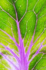 texture of cabbage leaf, vertical view