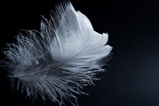 white swan feather isolated on black background