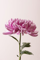 Pink Chrysanthemum flower front view vertical photo on light background