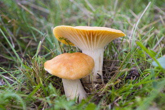 Mushrooms Cuphopyllus pratensis