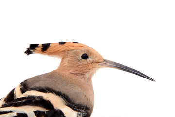 The hoopoe, close-up, white background