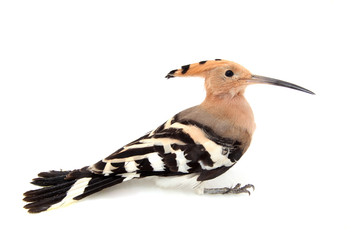 The hoopoe, close-up, white background