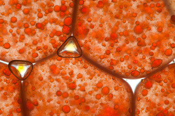Macro