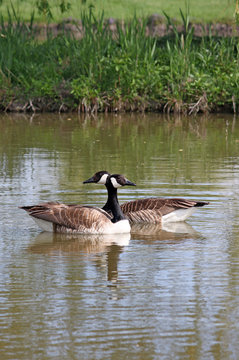 Two Canadian geese on the river