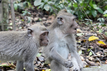 Naklejka na ściany i meble Singes macaques, Bali,Indonésie