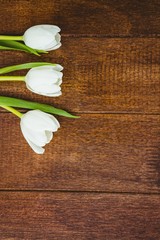 View of few white beautiful flowers