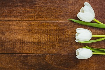 View of white beautiful flowers