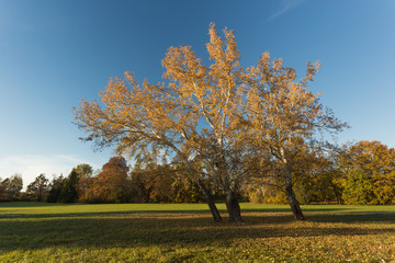 Fototapeta premium Birch trees in autumn landscape