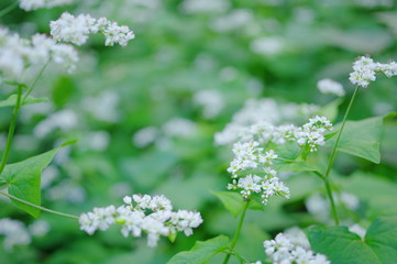 ソバの花