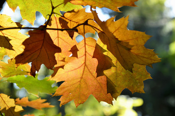 Naklejka na ściany i meble close-up autumn tree background