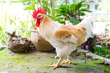 Free range chickens on garden