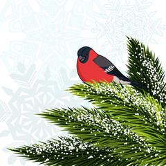 Bullfinch sitting on branch pine. Vector illustration
