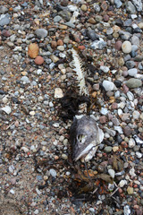 Ein toter Fisch