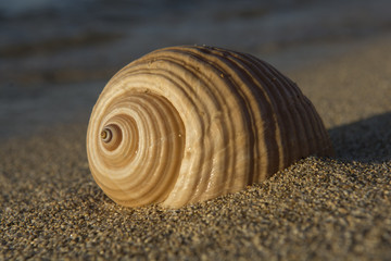 Close-up of a seashell next to the sea