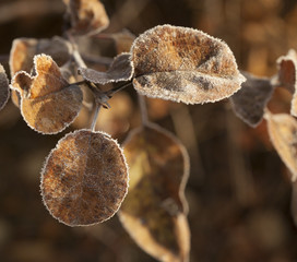 frozen plant