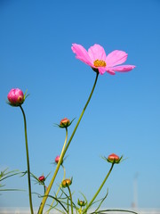 青空とコスモス