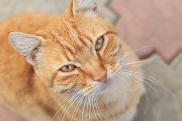 Любопытный рыжий кот