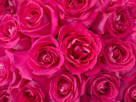 Deep pink roses bouquet background
