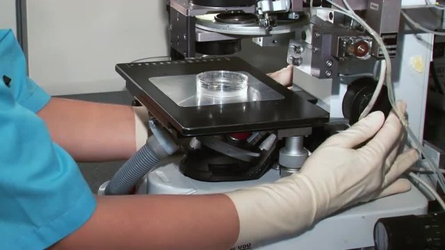 Fertility doctor with a microscope, a syringe and petri dish fertilization of eggs and research in reproduction clinics. 
