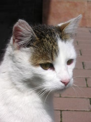 White cat with a dark spot on head