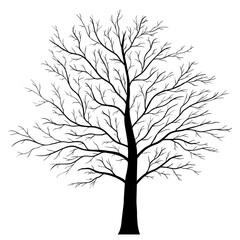 Obraz premium tree isolated