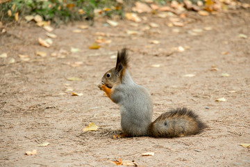 The squirrel gnaws a nut.