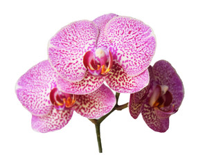 Fototapeta na wymiar purple orchid branch isolated on white background