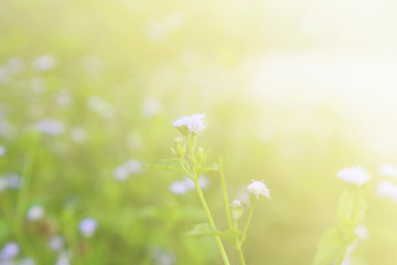 Flower background, morning tone