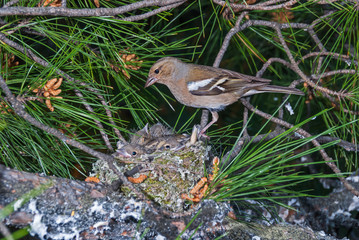Chaffinch at its nest with chicks on a pine tree