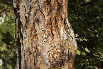 Larch trunk