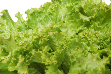 Fresh lettuce 