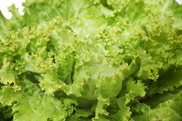 Fresh lettuce 