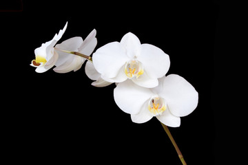 white orchid branch isolated on black background
