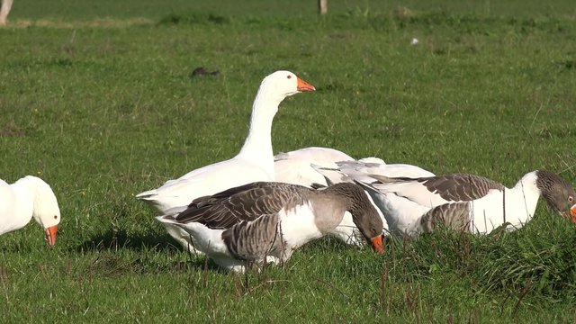 White geese on meadow 